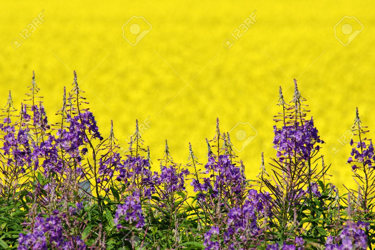 Purple and yellow field flowers